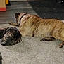 animal, brindle_coat, canine, carpet, collar, companion, cozy, dog, domestic, floor, furry, home, indoor, lying_down, pet, quiet, relaxed, resting, sleeping, two_dogs