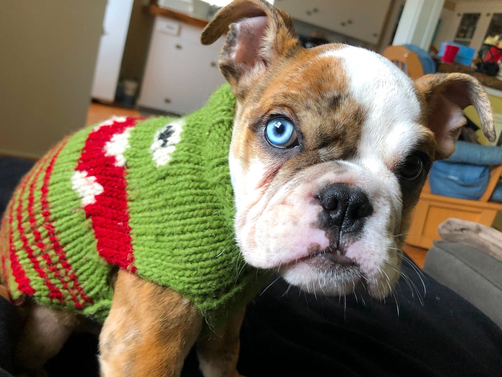 Pablo Chacon joined the competition — help win amazing prizes! bulldog, canidae, carnivore, companion_dog, dog, dog_breed, dog_clothes, ear, fawn, french_bulldog, fur, grass, molosser, snout, sporting_group, terrestrial_animal, toy_dog, whiskers, working_animal, wrinkle