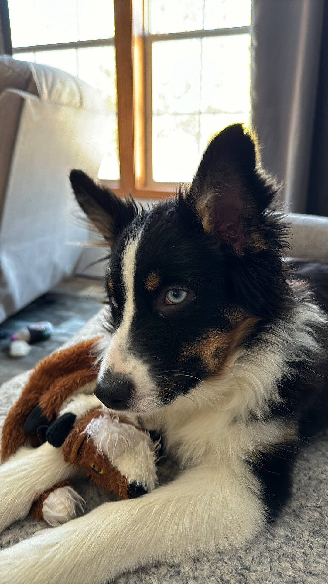 Riley is registered to the contest to win money with this photo: australian_collie, border_collie, canidae, carnivore, comfort, companion_dog, dog, dog_breed, fur, herding_dog, paw, pillow, puppy, snout, sporting_group, terrestrial_animal, whiskers, window, working_animal, working_dog