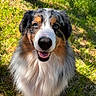 dog, australian_shepherd, outdoor, grass, happy, smiling, fur, pet, animal, nature, sunlight, closeup, portrait, canine, friendly, tongue, ears, face, eyes, daylight