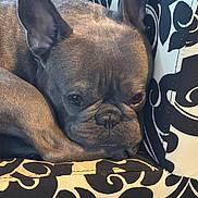 Vito is registered to the contest to win money with this photo: animal, close_up, companion, couch, cute, dog, ears, face, french_bulldog, home, indoor, nose, patterned_fabric, pet, portrait, relaxed, resting, sleepy, upholstery, wrinkles