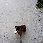 Dalko participe au concours pour gagner de l'argent avec cette photo : carnivoran, dog, dog_breed, dog_breed_group, dog_like_mammal, snout