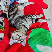 Maya participe au concours pour gagner de l'argent avec cette photo : abyssinian, animal, blanket, cat, couch, cushion, face, furniture, homedecor, indoors, kitten, manx, person, pet, plush, quilt, sleeping, tiger, towel, toy