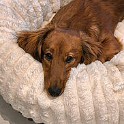 Charles participe au concours pour gagner de l'argent avec cette photo : dog, brown_dog, pet, bed, plush_bed, cozy, fur, sleepy, indoor, floor_tiles, resting, canine, cute, animal, domestic_animal, relaxed, soft_texture, warm_colors, companion, comfort