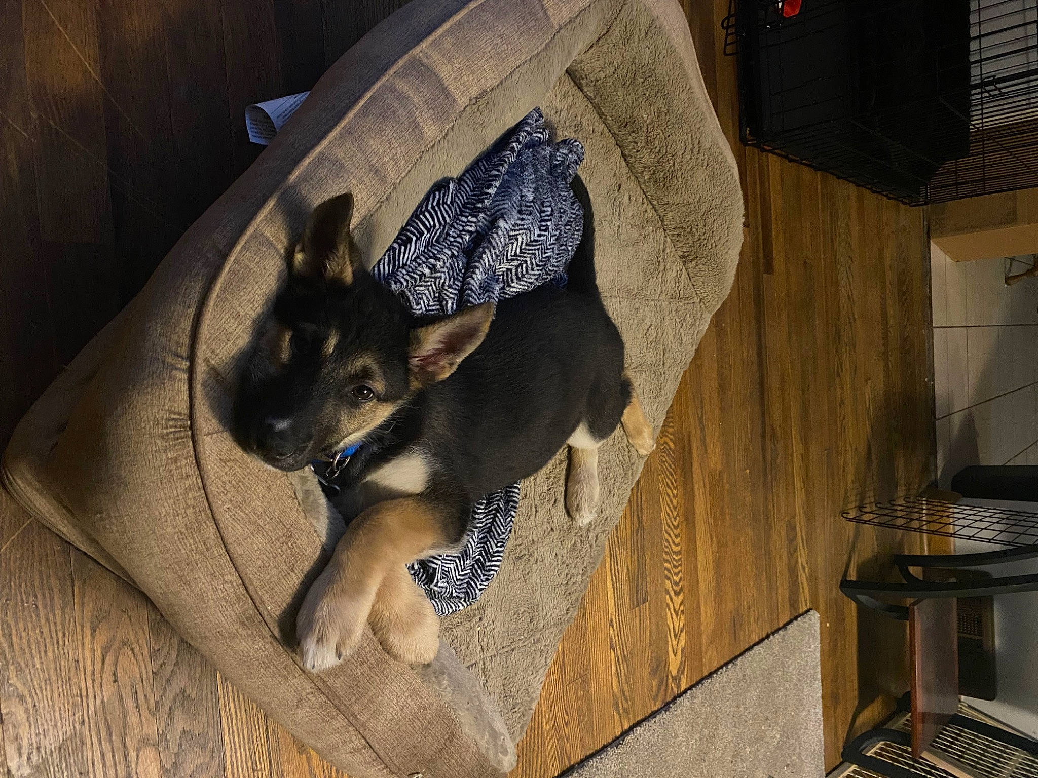 Maya is registered to the contest to win money with this photo: canidae, carnivore, comfort, companion_dog, dog, dog_breed, dog_supply, fawn, flooring, fur, guard_dog, kitchen_appliance, non_sporting_group, paw, pet_supply, sporting_group, tail, toy_dog, working_animal, working_dog