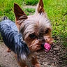 animal, canine, close_up, curious, cute, dirt, dog, ears, friendly, fur, grass, looking_up, mammal, nose, outdoor, pet, small_dog, tongue, tongue_out, yorkshire_terrier