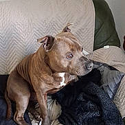 Rango participe au concours pour gagner de l'argent avec cette photo : alert, animal, blanket, brown_dog, canine, couch, cozy, dog, domestic_animal, ears_up, fur, furniture, indoor, living_room, looking_away, pet, quilted, resting, seated, side_view