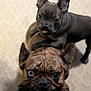 big_eyes, black_puppy, brindle, carpet, close_up, companionship, cute, dog, erect_ears, french_bulldog, indoor, looking_up, pet, playful, portrait, puppy, shallow_depth_of_field, stacked, two_dogs, wrinkled_face