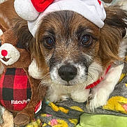 Toby Yang joined the competition — help win amazing prizes! dog, santa_hat, plush_toy, reindeer, rudolph, close_up, brown_fur, white_fur, blanket, cozy, holiday, christmas, cute, pet, animal, indoors, soft_toy, red, black, face
