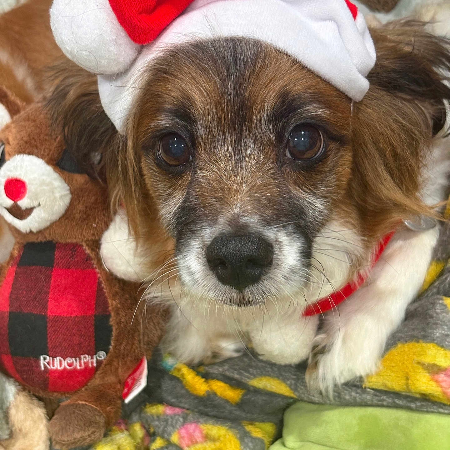Toby Yang joined the competition — help win amazing prizes! animal, black, blanket, brown_fur, christmas, close_up, cozy, cute, dog, face, holiday, indoors, pet, plush_toy, red, reindeer, rudolph, santa_hat, soft_toy, white_fur
