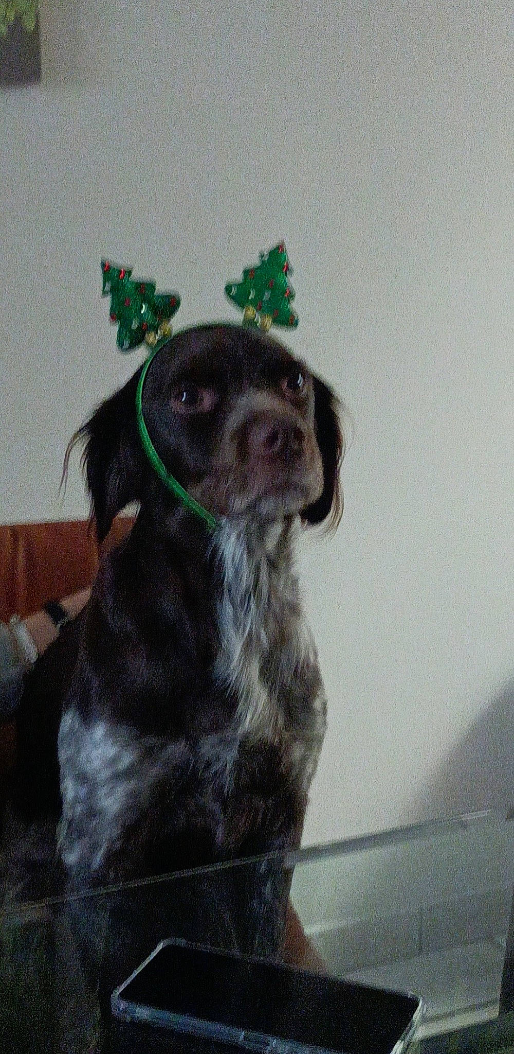 Macha participe au concours pour gagner de l'argent avec cette photo : art, borador, canidae, carnivore, collar, companion_dog, costume_hat, dog, dog_breed, dog_collar, fawn, fur, gun_dog, hat, liver, snout, sporting_group, whiskers, working_animal, working_dog