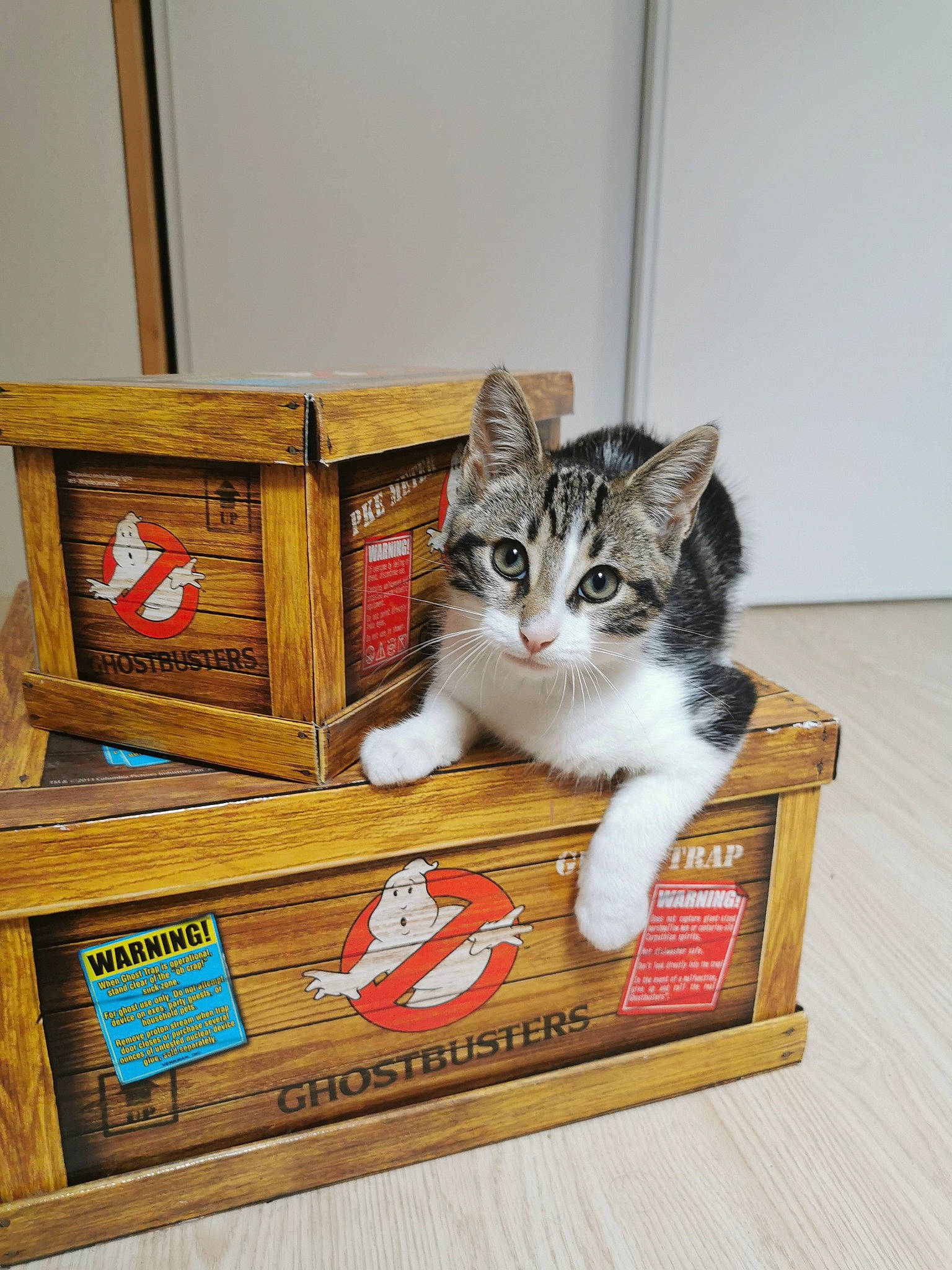 Juno a rejoint le concours — aidez-le/la à gagner de superbes lots ! aegean_cat, asian, box, carnivore, cat, domestic_short_haired_cat, european_shorthair, felidae, kitten, norwegian_forest_cat, polydactyl_cat, small_to_medium_sized_cats, tabby_cat, whiskers