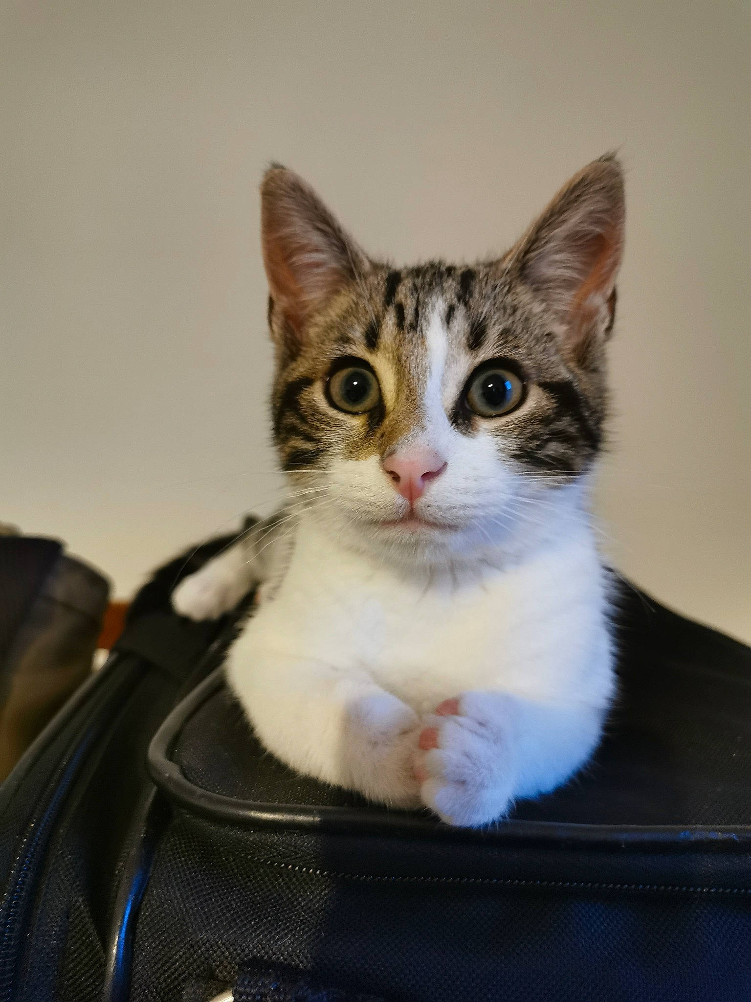 Juno participe au concours pour gagner de l'argent avec cette photo : aegean_cat, american_wirehair, carnivore, cat, domestic_short_haired_cat, european_shorthair, eye, felidae, fur, kitten, mammal, small_to_medium_sized_cats, tabby_cat, vertebrate, whiskers