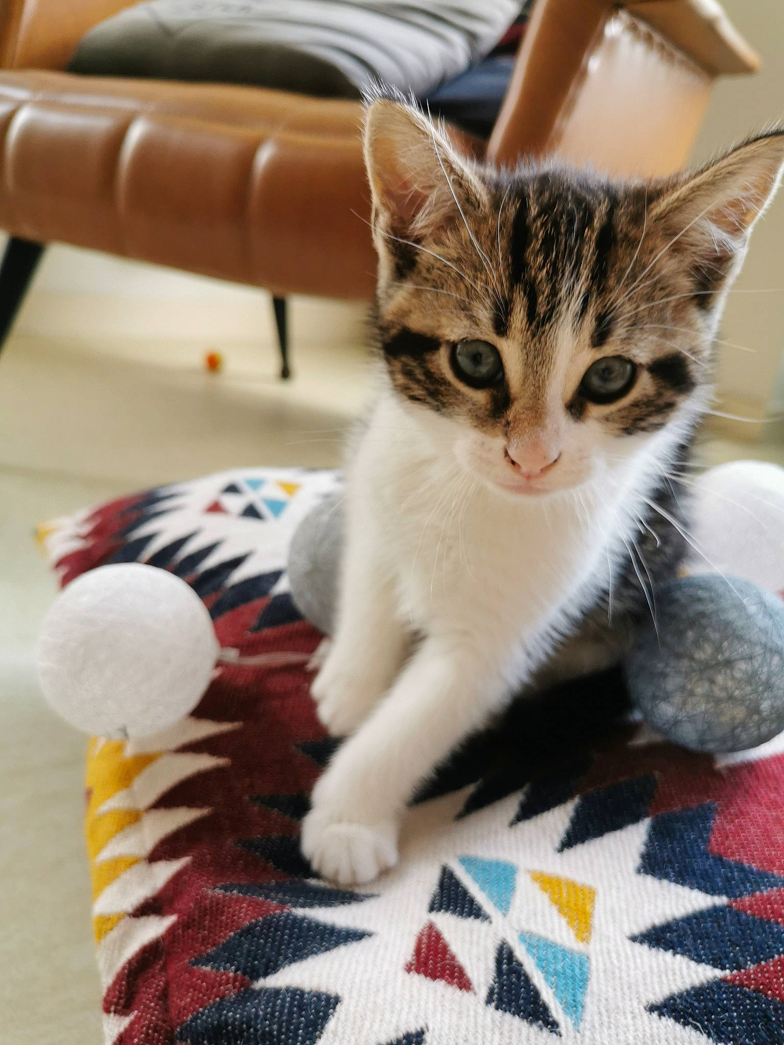 Juno a rejoint le concours — aidez-le/la à gagner de superbes lots ! aegean_cat, american_shorthair, american_wirehair, asian, carnivore, cat, claw, domestic_short_haired_cat, dragon_li, european_shorthair, fawn, felidae, fur, kitten, mammal, paw, polydactyl_cat, small_to_medium_sized_cats, tabby_cat, whiskers