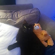 Mollybunty joined the competition — help win amazing prizes! black_cat, stuffed_toy, couch, pillow, indoor, pet, feline, plush_toy, relaxing, cozy, soft_lighting, home, companion, furniture, animal, cute, resting, domestic_animal, snuggling, comfortable