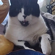 Neptune is registered to the contest to win money with this photo: animal, black_and_white, bowl, cat, close_up, companion, cute, domestic_animal, feline, floral, fur, home, indoor, paw, pet, relaxed, resting, soft, table, whiskers