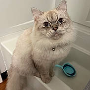 Powder is registered to the contest to win money with this photo: cat, fluffy, blue_eyes, bell_collar, bathtub, bathroom, white_wall, blue_scoop, bath_mat, wood_floor, pet, domestic_cat, sitting, curious, indoor, feline, whiskers, cute, fur, animal