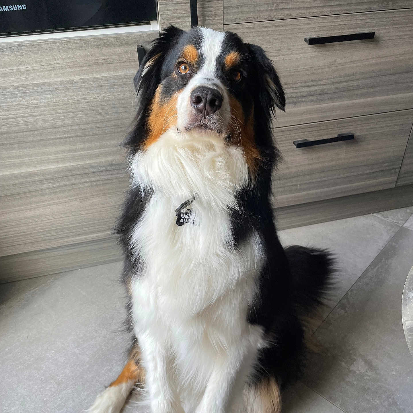 Ragnar a rejoint le concours — aidez-le/la à gagner de superbes lots ! animal, appenzeller, cabinet, canine, cockerspaniel, collie, couch, dog, drawer, furniture, hardwood, indoors, papillon, pet, plywood, puppy, sideboard, slate, table, wood