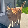 cat, orange_tabby, outdoor, sunlight, porch, concrete, tail_up, alert, house_exterior, grass, shadow, daylight, pet, animal, feline, whiskers, ears, walking, nature, domestic