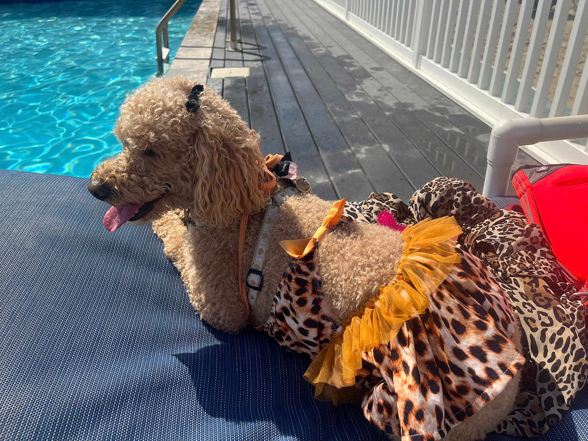 Autumn Rose joined the competition — help win amazing prizes! blue_cushion, curly_fur, daylight, dog, dress, fence, fur_texture, leisure, leopard_print, outdoor, pet, poodle, poolside, relaxing, shadow, summer, sunny, swimming_pool, tongue_out, yellow_frill