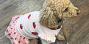 Autumn is registered to the contest to win money with this photo: animal, baby, babycrawling, canine, crawling, dog, hair, person, pet, poodle, puppy, walkingdog
