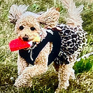 Autumn joined the competition — help win amazing prizes! active, animal, black_top, cute, dog, ears, fluffy, fur, grass, leopard_print, motion, mouth, nature, outdoor, pet, playful, running, skirt, small_dog, toy
