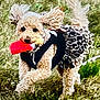 active, animal, black_top, cute, dog, ears, fluffy, fur, grass, leopard_print, motion, mouth, nature, outdoor, pet, playful, running, skirt, small_dog, toy