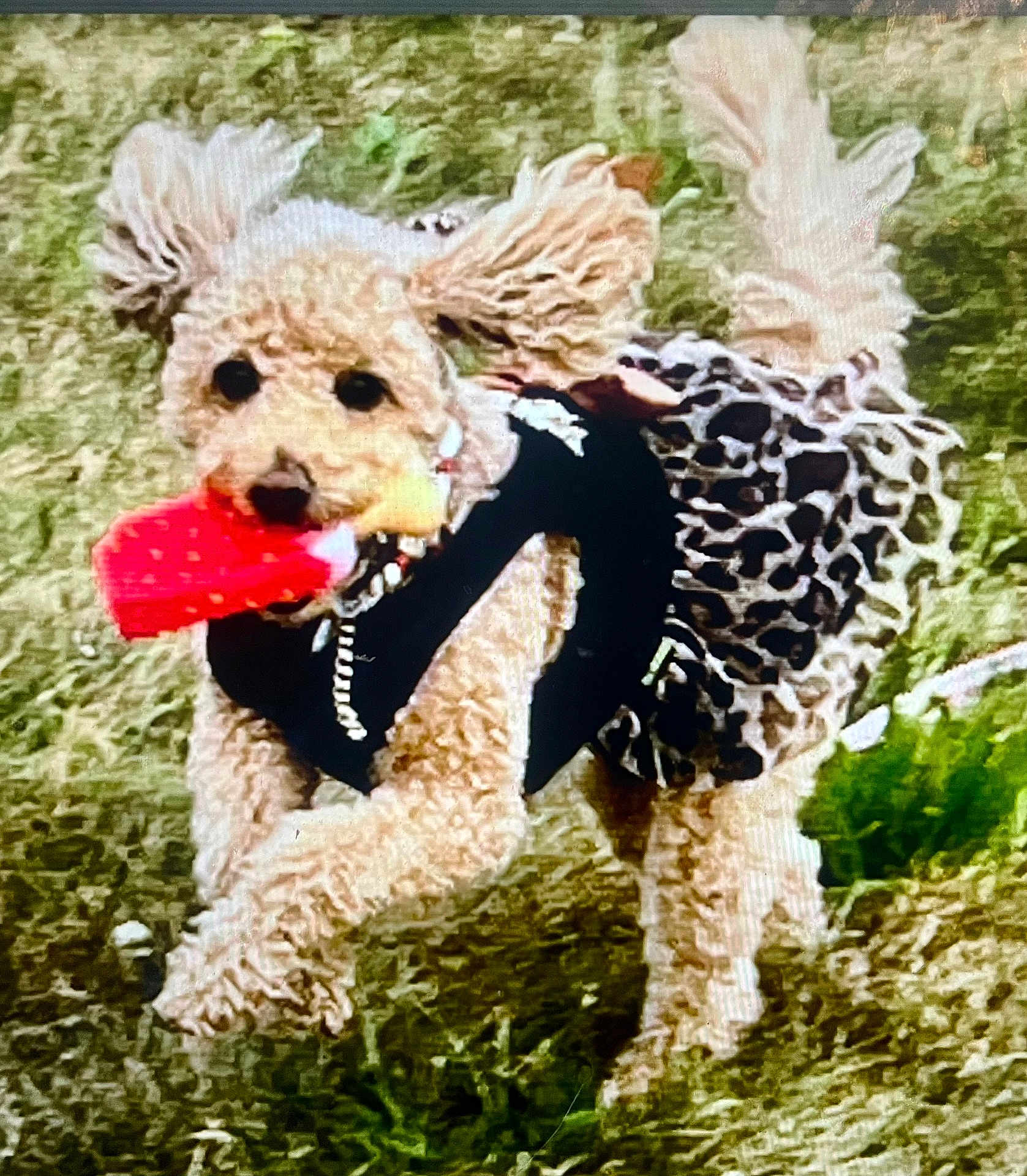 Autumn joined the competition — help win amazing prizes! active, animal, black_top, cute, dog, ears, fluffy, fur, grass, leopard_print, motion, mouth, nature, outdoor, pet, playful, running, skirt, small_dog, toy