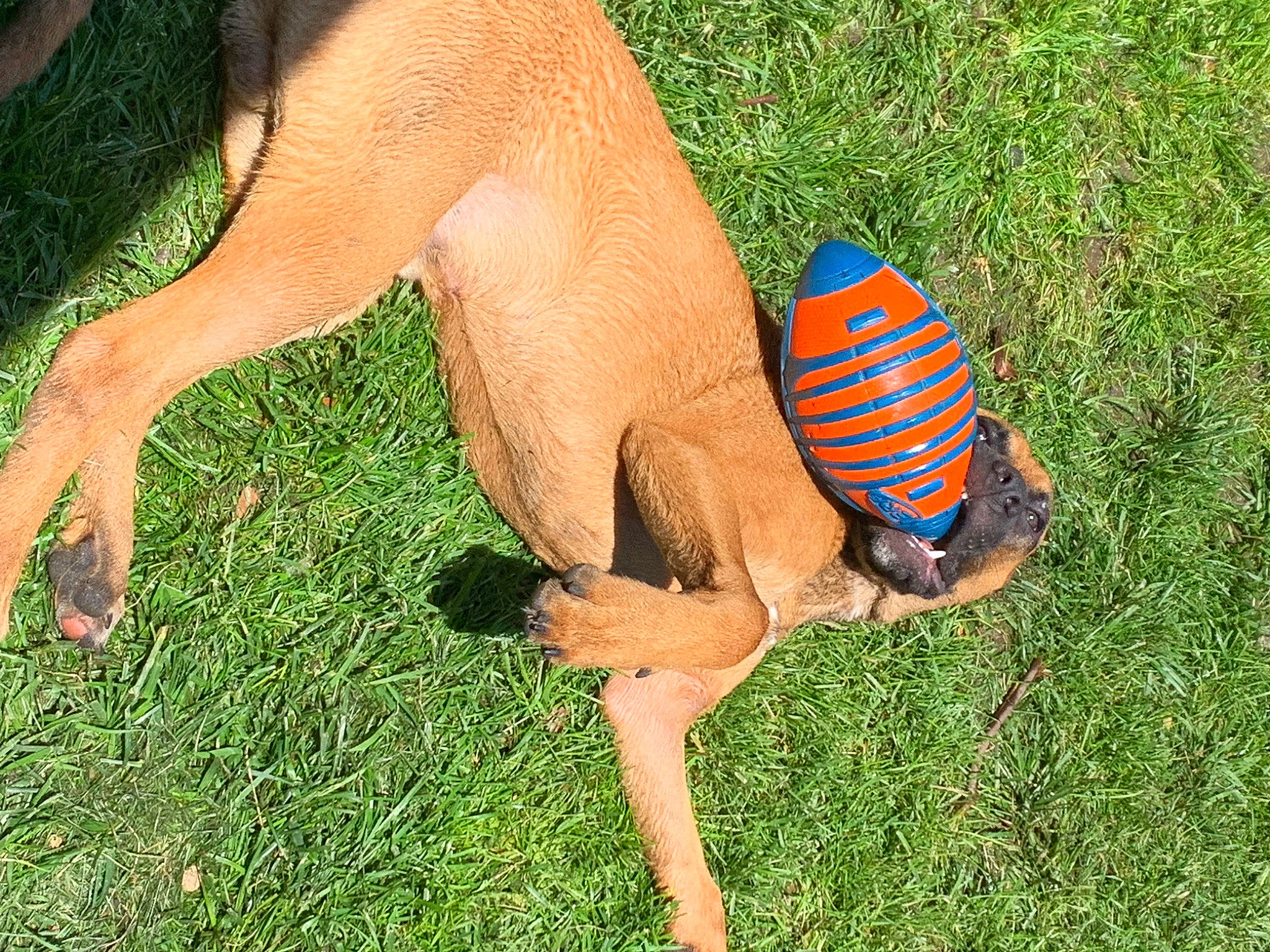 Bourbon joined the competition — help win amazing prizes! barefoot, dog_breed, elbow, fawn, foot, grass, grass_family, grassland, human_body, human_leg, knee, lawn, leisure, people_in_nature, plant, sporting_group, tail, terrestrial_animal, thigh, tree