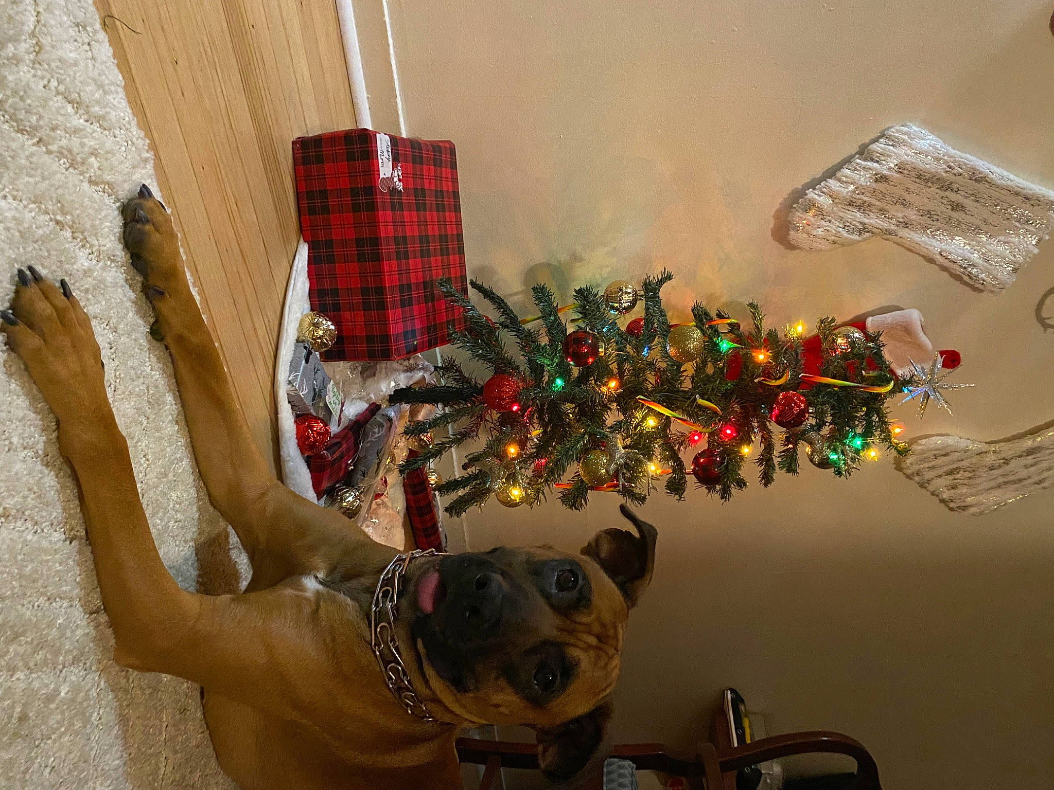 Bourbon is registered to the contest to win money with this photo: carmine, carnivore, christmas, christmas_decoration, christmas_ornament, christmas_tree, companion_dog, dog, dog_breed, event, fawn, holiday, holiday_ornament, ornament, room, tartan, tree, window, wood, working_animal