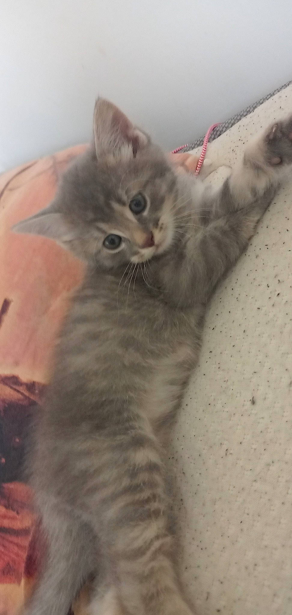 Versailles participe au concours pour gagner de l'argent avec cette photo : carnivore, cat, claw, comfort, domestic_short_haired_cat, ear, eye, fawn, felidae, fur, iris, paw, small_to_medium_sized_cats, snout, tail, terrestrial_animal, whiskers, window