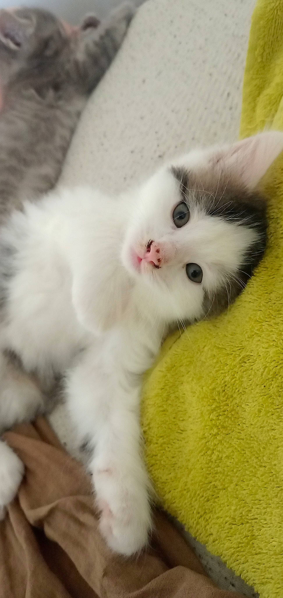 Fluffy a rejoint le concours — aidez-le/la à gagner de superbes lots ! carnivore, cat, claw, comfort, felidae, fur, paw, small_to_medium_sized_cats, snout, tail, whiskers