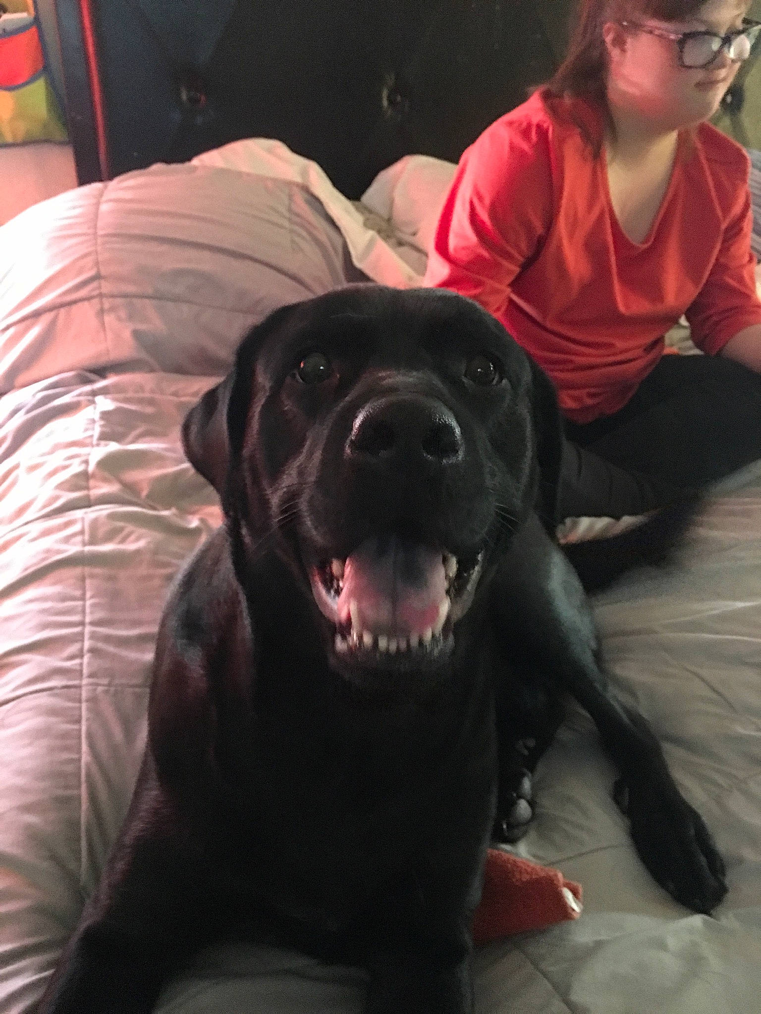 Febe is registered to the contest to win money with this photo: borador, carnivore, companion_dog, dog, dog_breed, eyewear, fur, goggles, guard_dog, molosser, non_sporting_group, sporting_group, sunglasses, vertebrate, whiskers, working_dog