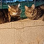 Henry And Benny is registered to the contest to win money with this photo: cat, tabby, fluffy, feline, animal, outdoor, wall, concrete, grass, resting, pet, fur, whiskers, ears, two_cats, nature, quiet, daylight, wire_fence, relaxed