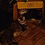 Henry And Benny joined the competition — help win amazing prizes! cat, tabby, cardboard_box, floor, wooden_floor, pet, animal, indoor, relaxing, feline, domestic_cat, two_animals, cozy, dim_light, sleepy, resting, houseplant, home, curious, cute