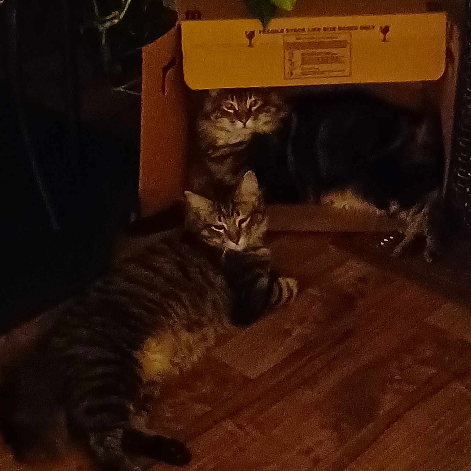 Henry And Benny joined the competition — help win amazing prizes! animal, cardboard_box, cat, cozy, curious, cute, dim_light, domestic_cat, feline, floor, home, houseplant, indoor, pet, relaxing, resting, sleepy, tabby, two_animals, wooden_floor