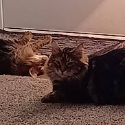 Henry And Benny joined the competition — help win amazing prizes! cat, cats, feline, pet, indoor, carpet, door, relaxing, fluffy, fur, animal, mammal, resting, cute, companion, home, cozy, lazy, two_cats, tabby