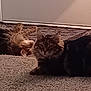 cat, cats, feline, pet, indoor, carpet, door, relaxing, fluffy, fur, animal, mammal, resting, cute, companion, home, cozy, lazy, two_cats, tabby