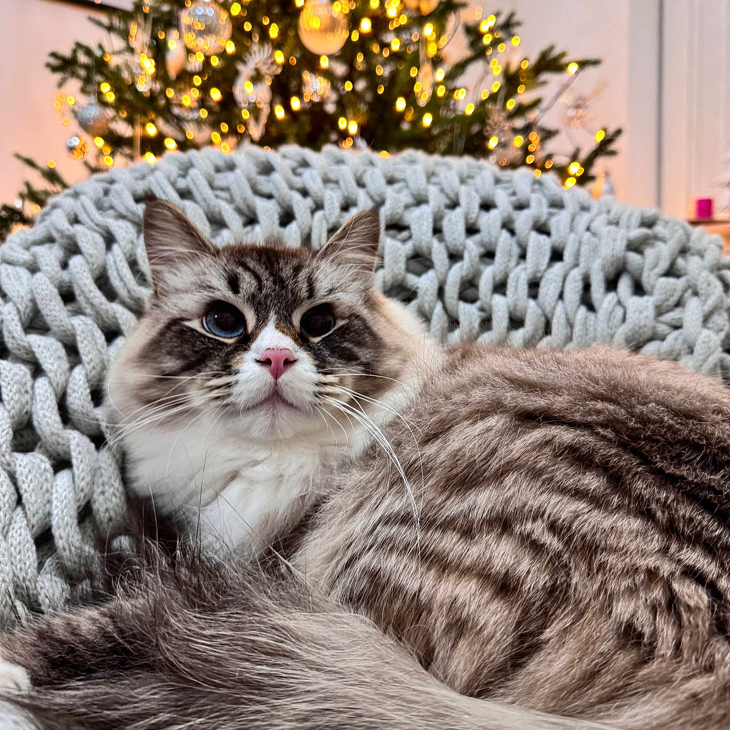 Meeko is registered to the contest to win money with this photo: abyssinian, animal, blanket, cat, chair, christmas, christmasdecorations, christmastree, couch, festival, fir, furniture, homedecor, kitten, linen, manx, pet, plant, siamese, tree