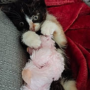 Nahla a rejoint le concours — aidez-le/la à gagner de superbes lots ! kitten, cat, toy, stuffed_animal, pink, fluffy, blanket, red, gray, fur, paws, cute, pet, indoor, cozy, sleepy, resting, animal, young, closeup