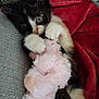 kitten, cat, toy, stuffed_animal, pink, fluffy, blanket, red, gray, fur, paws, cute, pet, indoor, cozy, sleepy, resting, animal, young, closeup