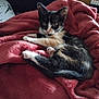 Nahla a rejoint le concours — aidez-le/la à gagner de superbes lots ! kitten, calico, cat, feline, pet, animal, cute, fluffy, resting, blanket, red, soft, cozy, indoor, fur, whiskers, small, young, relaxed, domestic