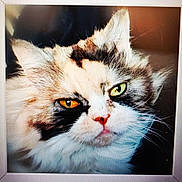 Louna participe au concours pour gagner de l'argent avec cette photo : cat, calico_cat, close_up, portrait, feline, fur, fluffy, whiskers, eyes, heterochromia, orange_eye, green_eye, pink_nose, animal, pet, indoors, dramatic_lighting, front_facing, black_background, photograph