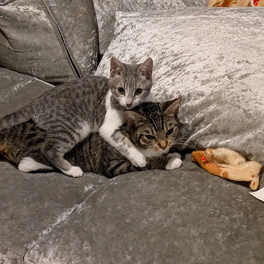 Luna joined the competition — help win amazing prizes! abyssinian, animal, architecture, armchair, building, cat, chair, couch, cushion, egyptiancat, furniture, homedecor, indoors, kitten, livingroom, manx, person, pet, room, sleeping