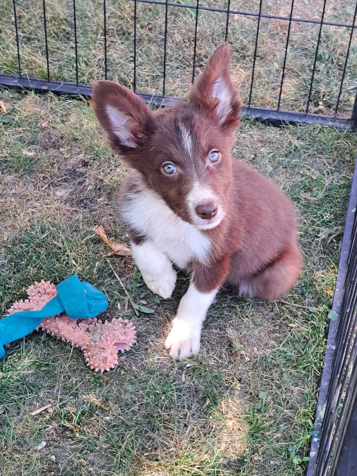 Uzy a rejoint le concours — aidez-le/la à gagner de superbes lots ! animal_shelter, canidae, companion_dog, dog_breed, fawn, fence, fur, grass, home_fencing, liver, livestock, mesh, plant, snout, sporting_group, tail, terrestrial_animal, whiskers, wire_fencing, working_animal