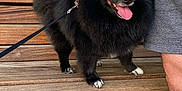 Sukii is registered to the contest to win money with this photo: dog, black_dog, fluffy, pomeranian, bench, outdoor, leash, person, hand, panting, happy, wooden_bench, pavement, casual_clothing, shorts, nature, greenery, pet, companion, summer