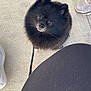 Sukii is registered to the contest to win money with this photo: dog, pomeranian, black_dog, pet, animal, fluffy, cute, looking_up, leash, concrete_floor, shoe, footwear, legs, outdoor, waiting, small_dog, companion, pet_owner, friendly, adorable