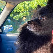 Sukii joined the competition — help win amazing prizes! dog, black_dog, fluffy, pet, car_interior, window, greenery, sunlight, side_profile, animal, domestic_animal, canine, fur, close_up, outdoor_light, reflection, nature, travel, companion, portrait