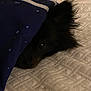 Sukii joined the competition — help win amazing prizes! dog, black_dog, blanket, bed, bedding, resting, peeking, indoor, cute, fur, animal, cozy, curious, pet, home, sleepy, texture, soft, quiet, relaxation