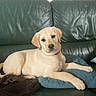 Alba participe au concours pour gagner de l'argent avec cette photo : animal, blanket, collar, couch, cushion, cute, dog, fur, green_couch, home, indoor, labrador, leather_couch, lying_down, pet, puppy, relaxed, resting, yellow_labrador, young_dog